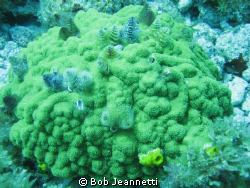 Beautiful worms by Bob Jeannetti 